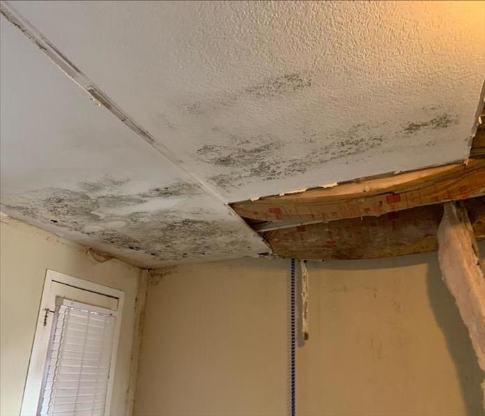 Ceiling with mold from water damage. 