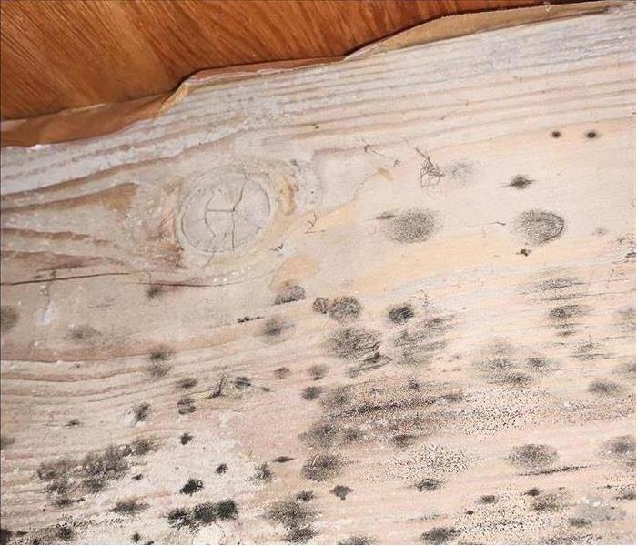 Black mold spots on wooden structure