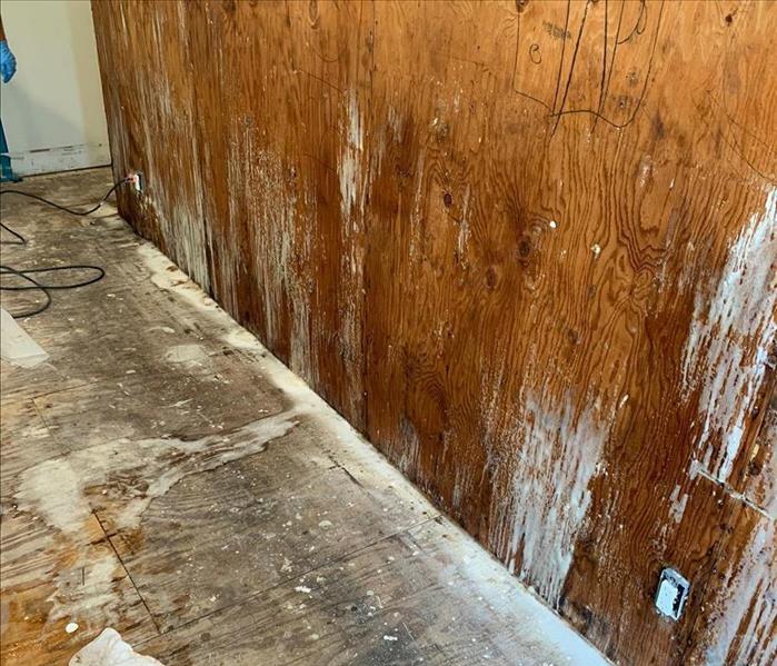 Mold growing on lower wall. 